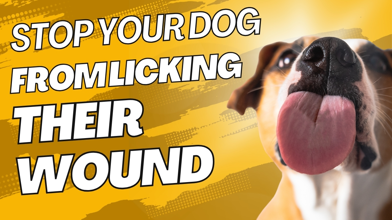 How to Stop a Dog From Licking Their Wound [Without a Collar]