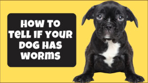 Learn how to tell if your dog has worms. Understand the signs and symptoms of different types of worms in dogs.