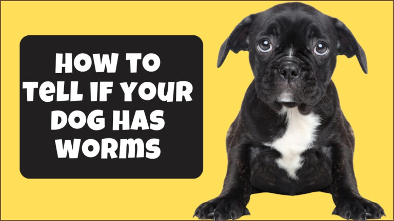 Learn how to tell if your dog has worms. Understand the signs and symptoms of different types of worms in dogs.
