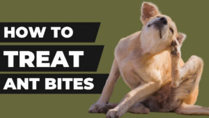 ant bites dog: Soothing dog skin - Treating ant bites on dogs effectively
