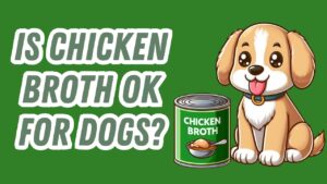 Bowl of chicken broth safe for dogs to consume as healthy savory liquid