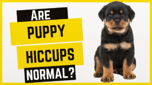 Is it normal for puppies to have hiccups? Understand the causes and considerations of hiccups in puppies.