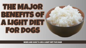 Measuring cup with small portion of dog food for "light diet for dogs"