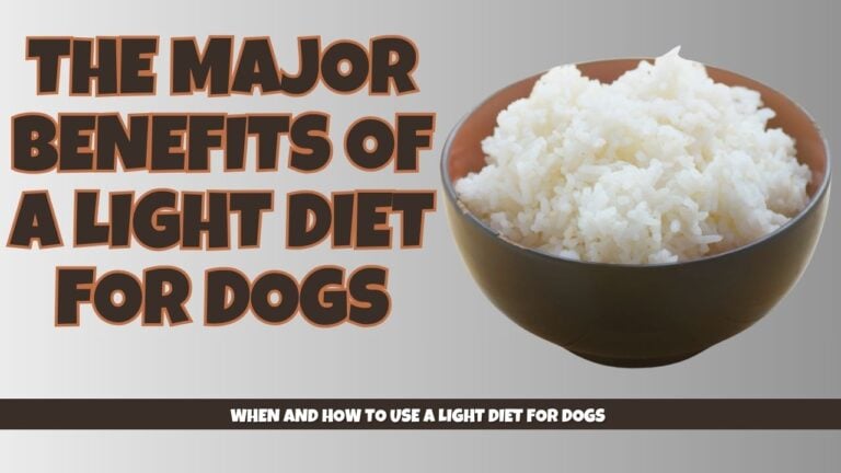 Measuring cup with small portion of dog food for "light diet for dogs"
