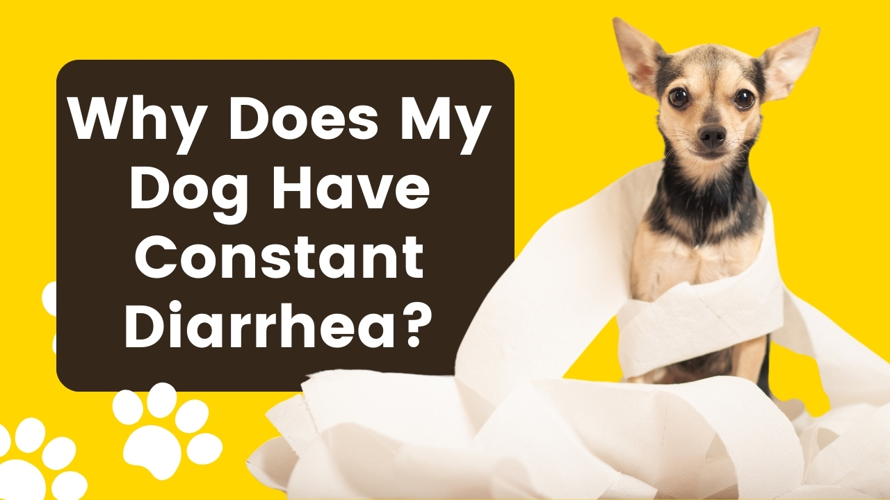 Curated visual reference: Fresh Look at My Dog Has Constant Diarrhea Addressing Digestive Issues