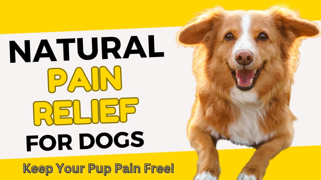 View of Home Remedies for Dog Pain [Relief for Your Pup's Discomfort] - Dogdorable