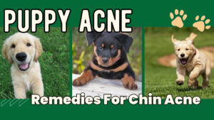 Address puppy acne on the chin. Learn about the causes and remedies for acne in puppies.