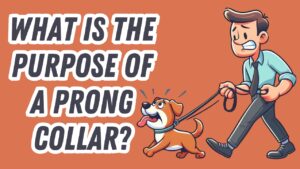 Controversial prong collar on a dog that applies pressure to sensitive areas to enforce training