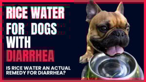 Ease dog diarrhea with rice water. Discover the steps to prepare and administer this gentle remedy for your dog's upset stomach.