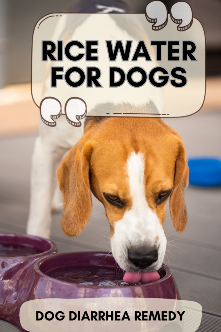 How to Use Rice Water to Cure Dog Diarrhea