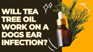 tea tree oil dog ear infections: Natural remedies - Tea tree oil for dog ear health