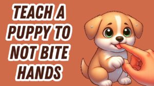 Woman yelping while directing teething Goldendoodle puppy not to bite human hands