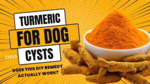 Explore the use of turmeric for dog cysts. Learn about the potential benefits and considerations of using turmeric to support your dog's health.