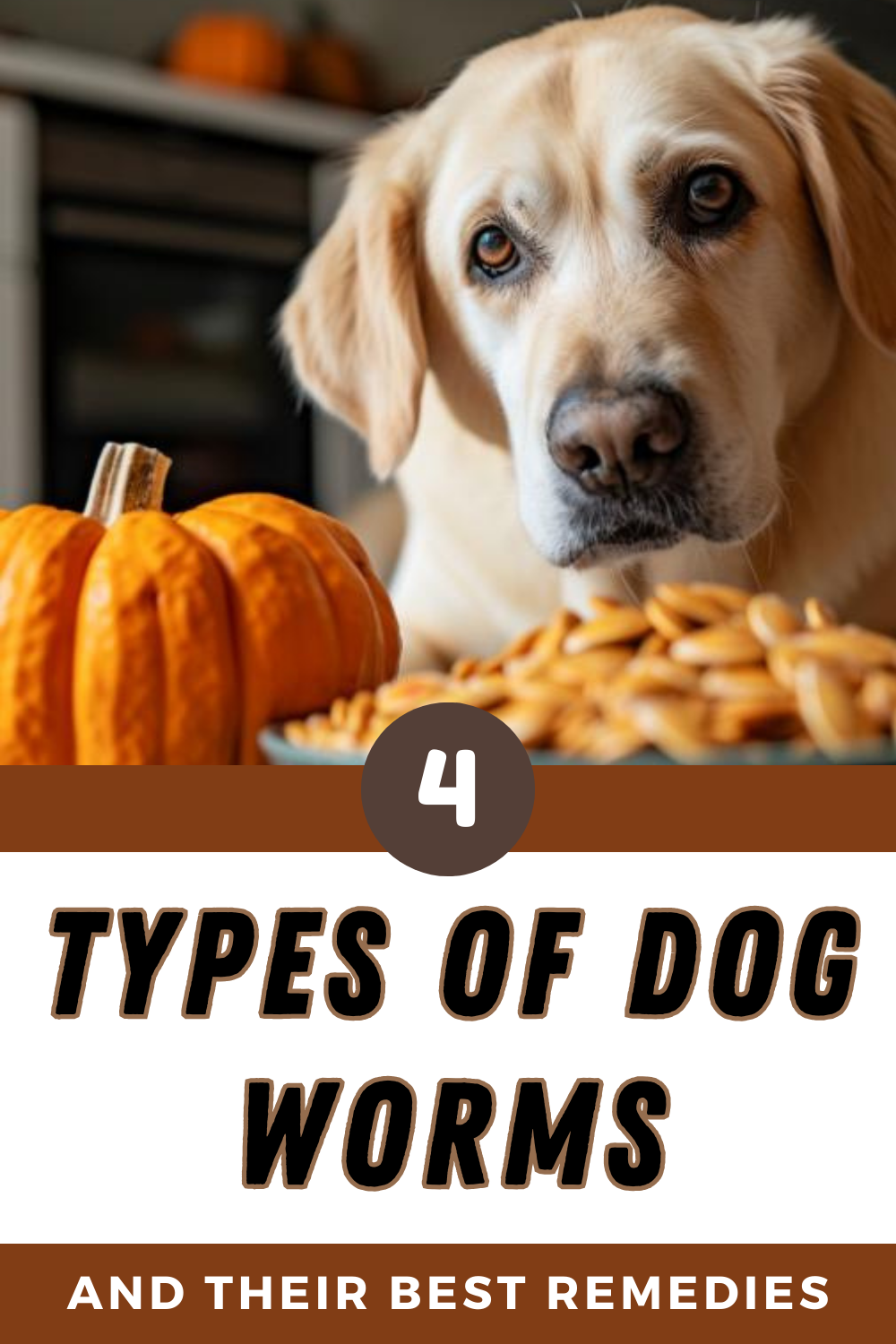Understand different types of dog worms and their characteristics. Learn about the risks and treatments associated with each type.