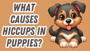 Head shot of cute puppy with case of rapid involuntary hiccups or rhythmic diaphragm spasms