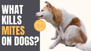 Explore what kills mites on dogs. Learn about effective methods and treatments to eliminate mites on your furry friend.