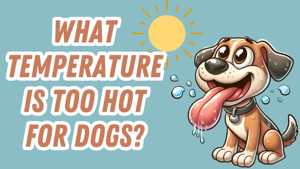 What Temperature is Too Hot For Dogs? Heat Hazards
