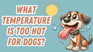 Panting dog outdoors in dangerously hot weather above safe temperature threshold