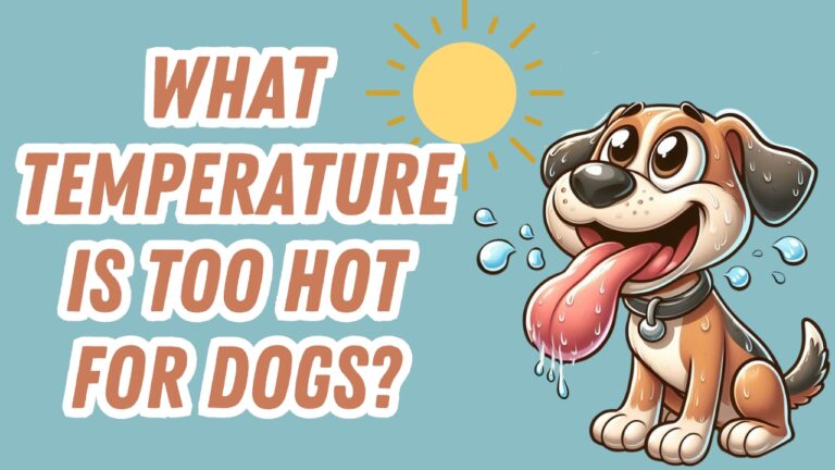 Panting dog outdoors in dangerously hot weather above safe temperature threshold