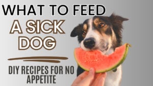 Hand offering scrambled eggs to sick dog for "what to feed a sick dog with no appetite"