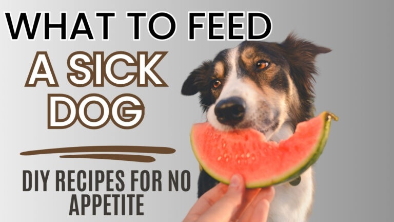 Hand offering scrambled eggs to sick dog for "what to feed a sick dog with no appetite"