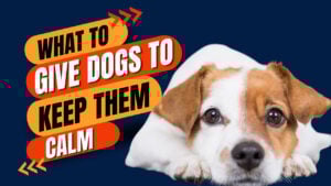 Explore what to give dogs to calm them down. Discover natural remedies and techniques to soothe your dog's nerves.