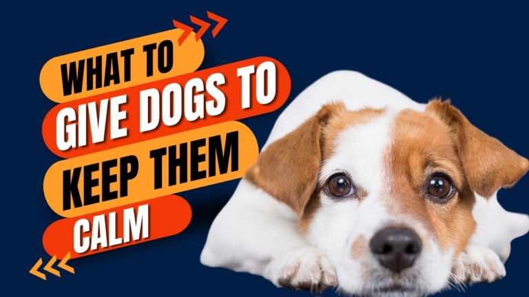 Explore what to give dogs to calm them down. Discover natural remedies and techniques to soothe your dog's nerves.