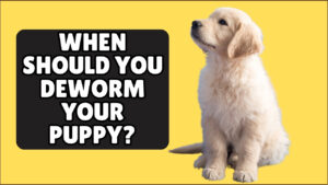 Three puppies being given oral dewormer for "when to deworm puppies"