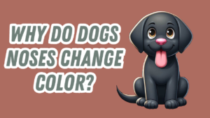 a black lab dog with a pink nose
