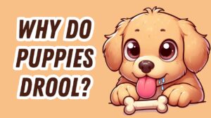 Young Golden Retriever puppy with a string of slobber drooling from its smiling mouth
