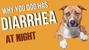 A concerned owner holding a leash, pondering "Why does my dog have diarrhea at night?" while their dog rests nearby.