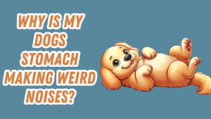 a cute dog on its back showing off its stomach