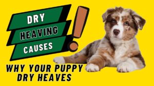 A worried owner watching their dry-heaving puppy, seeking answers to "Why is my puppy dry heaving?"