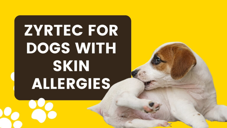 Dog scratching itself with zyrtec pill bottle for "zyrtec for dogs skin allergies"