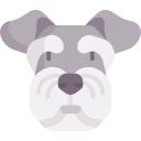 Miniature Schnauzer icon