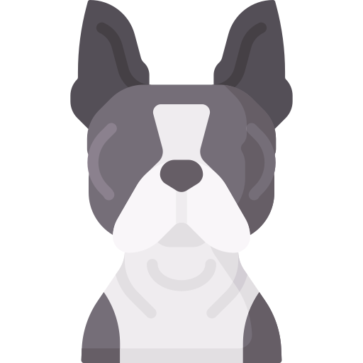Boston Terrier icon